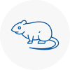 Rat Control Hawkwell