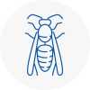 Hawkwell Wasp Nest Removal
